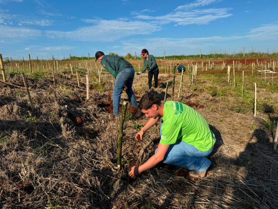 Quase mil mudas de árvores são plantadas em Área de Recuperação Ambiental em Missal